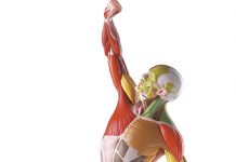 L’influence des modèles masculins dans les médias sur les jeunes hommes muscle