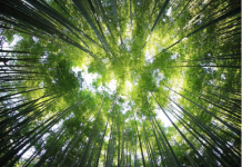 Ballonnements et inconfort, honte silencieuse reconnexion